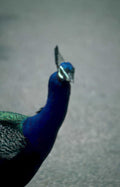 peacock blue plumage Vintage A4 Photo Print