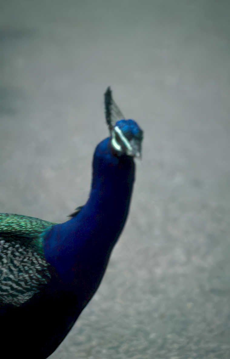 peacock blue plumage Vintage A4 Photo Print
