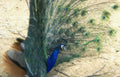 peacock blue shadows Vintage A4 Photo Print