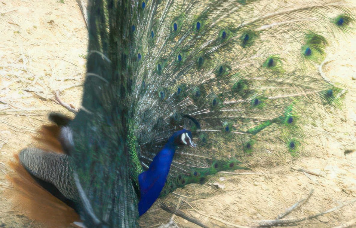peacock blue shadows Vintage A4 Photo Print