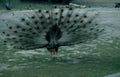 peacock display birds Vintage A4 Photo Print