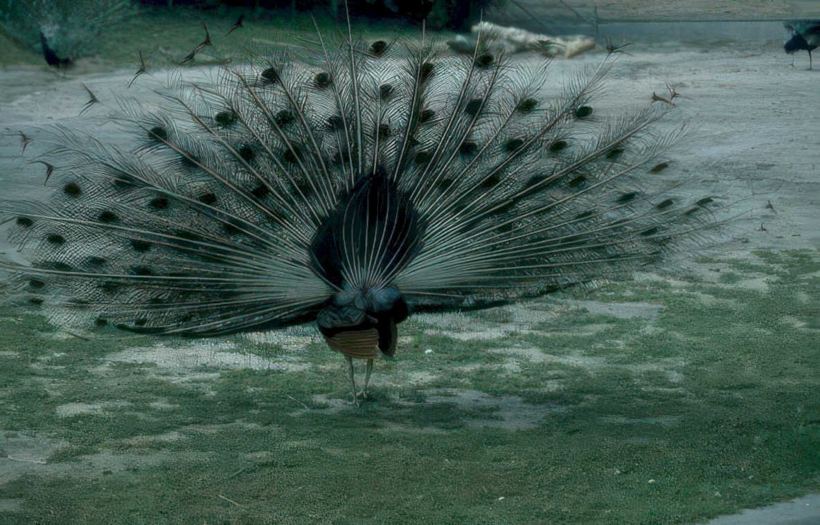 peacock display birds Vintage A4 Photo Print