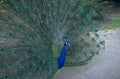 peacock display feathers 1980s 1990s A4 Photo Print 42