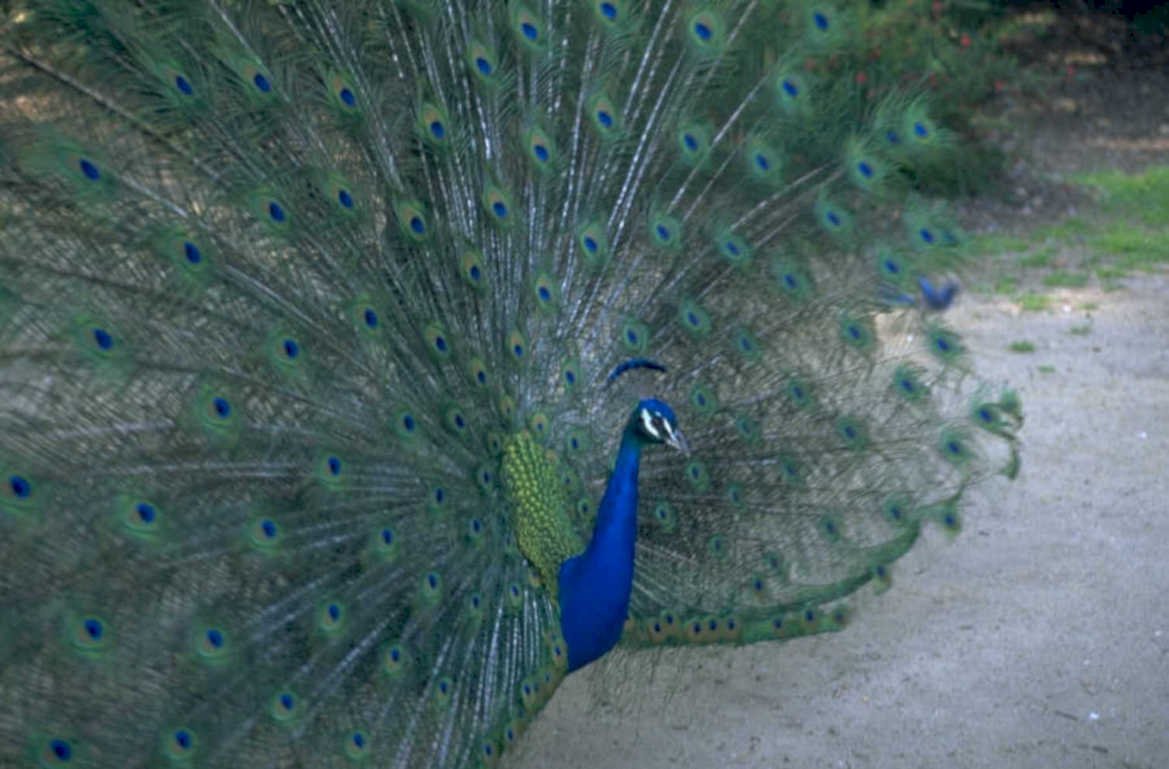 peacock display feathers 1980s 1990s A4 Photo Print 42