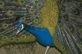 peacock display feathers 1980s 1990s A4 Photo Print