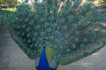 peacock display green 1980s 1990s A4 Photo Print