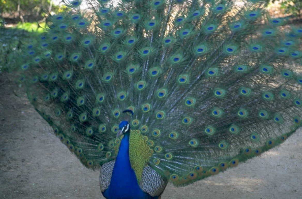 peacock display green 1980s 1990s A4 Photo Print
