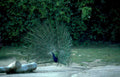 peacock display zoo 1 Vintage A4 Photo Print