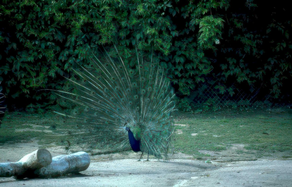 peacock display zoo 1 Vintage A4 Photo Print