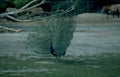 peacock display zoo 2 Vintage A4 Photo Print