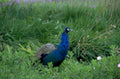 peacock grass birds 1980s 1990s A4 Photo Print