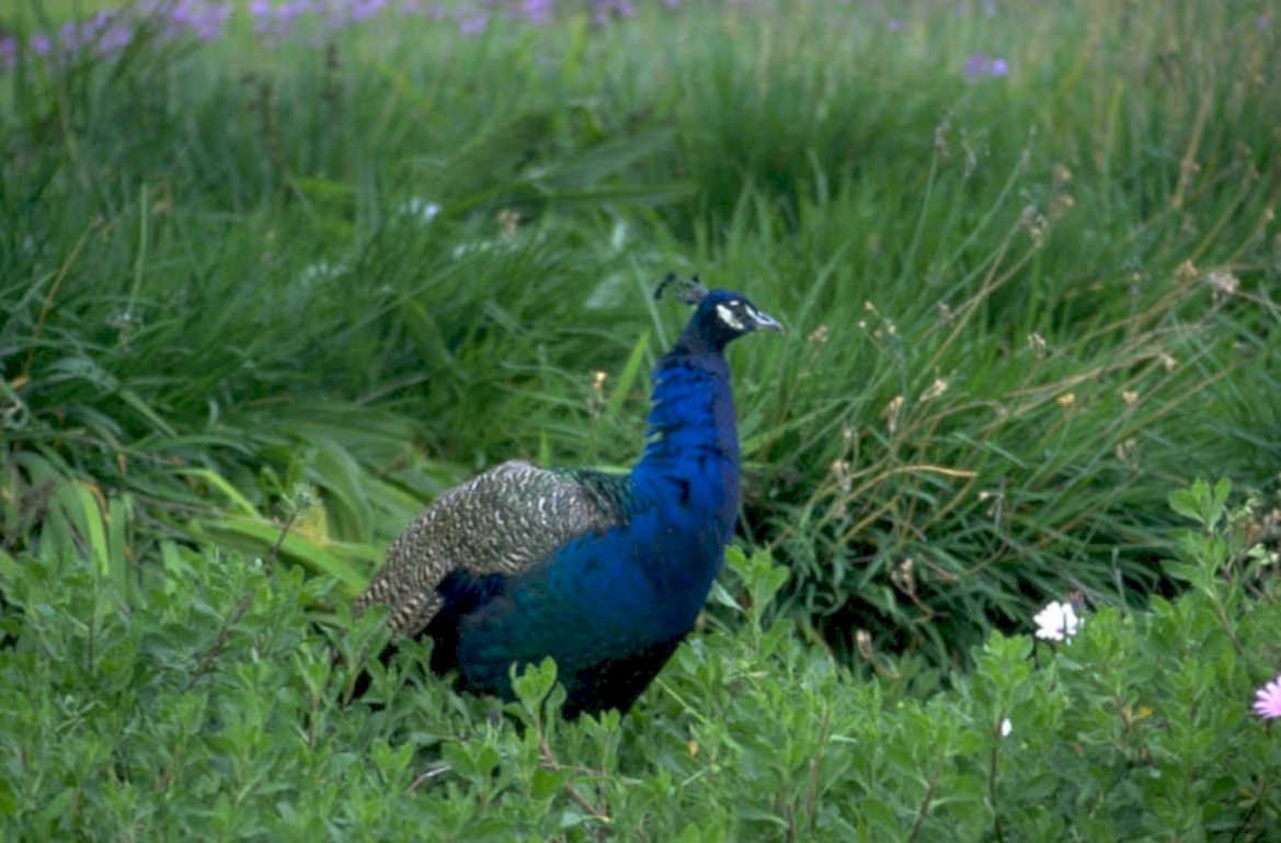 peacock grass birds 1980s 1990s A4 Photo Print