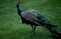 peacock grass blue Vintage A4 Photo Print