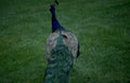 peacock grass field Vintage A4 Photo Print
