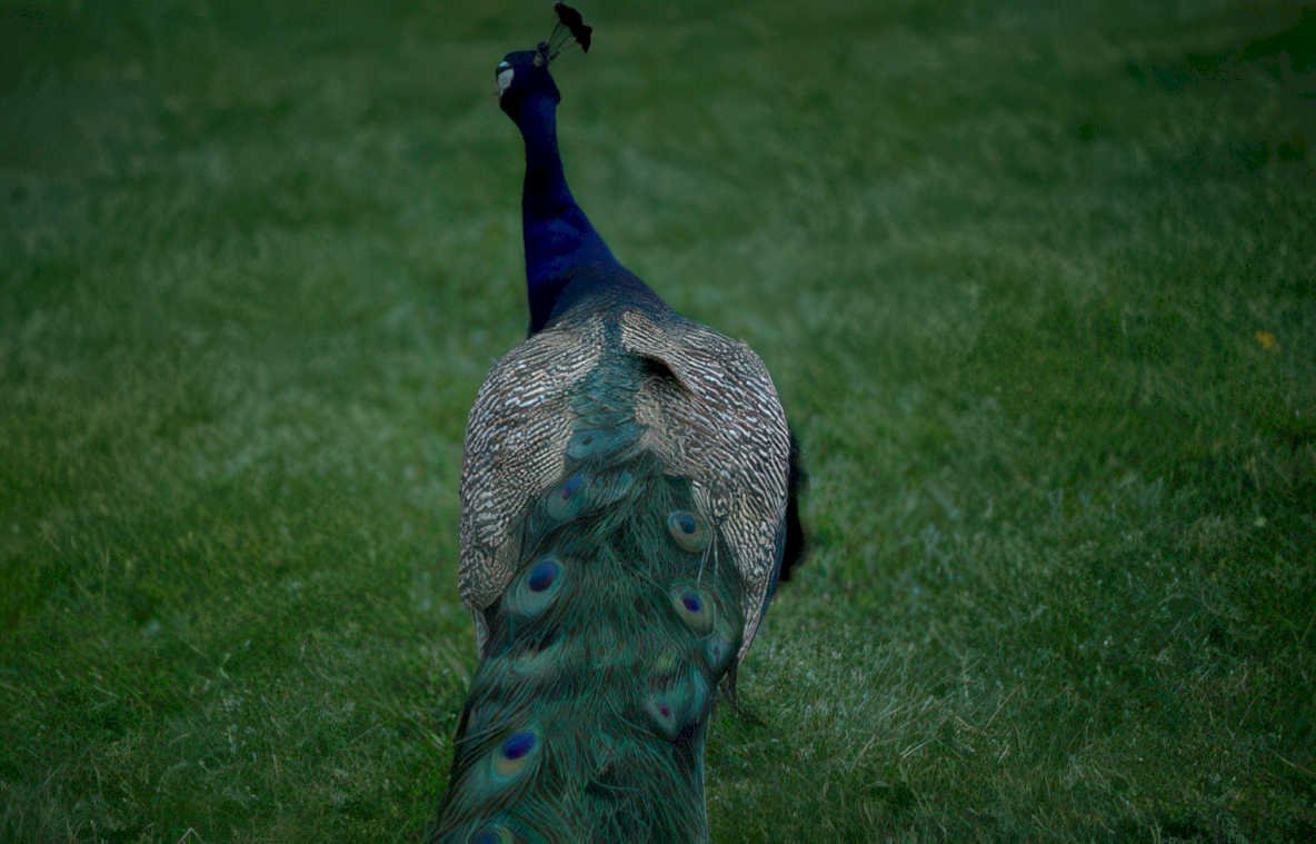 peacock grass field Vintage A4 Photo Print