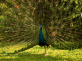 peacock grass sunlight1980s 1990s A4 Photo Print
