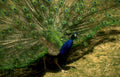 peacock green feathers Vintage A4 Photo Print