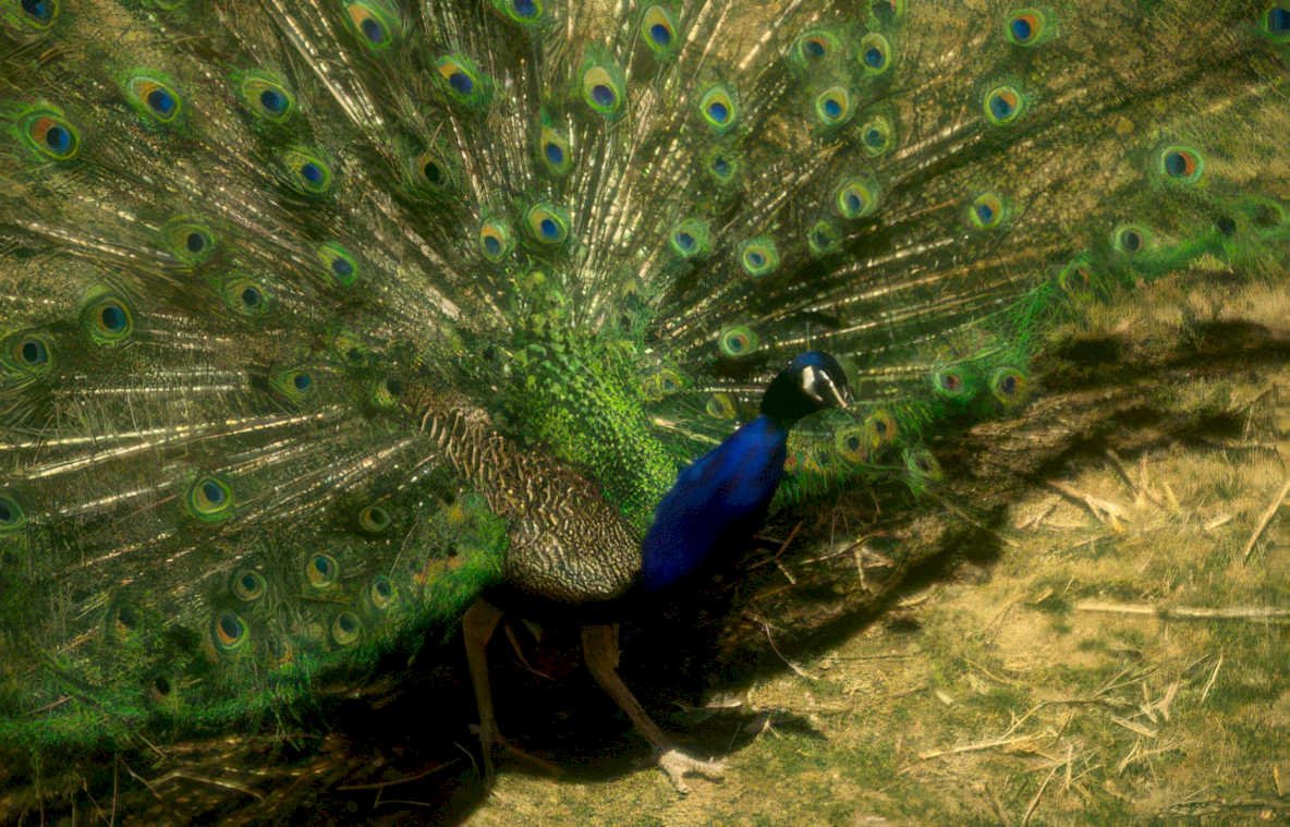 peacock green feathers Vintage A4 Photo Print