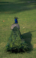 peacock green grass 1980s 1990s A4 Photo Print