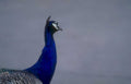peacock head portrait Vintage A4 Photo Print