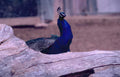 peacock log zoo Vintage A4 Photo Print