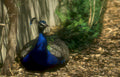 peacock mulch dappled Vintage A4 Photo Print
