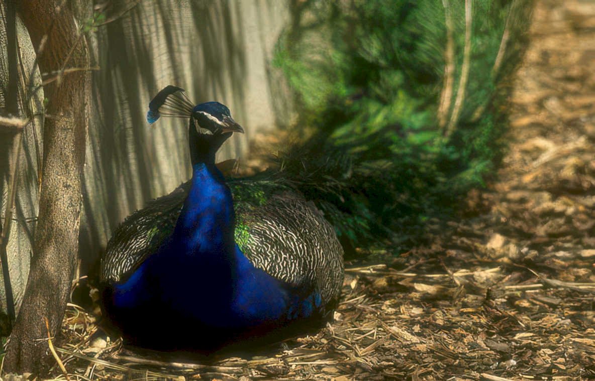 peacock mulch dappled Vintage A4 Photo Print