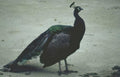 peacock outdoor scene Vintage A4 Photo Print