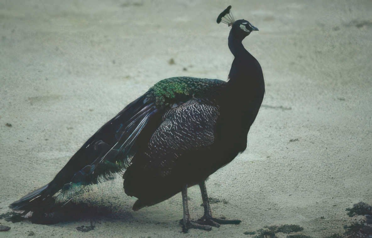 peacock outdoor scene Vintage A4 Photo Print