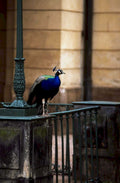 peacock pillar paris1980s 1990s A4 Photo Print
