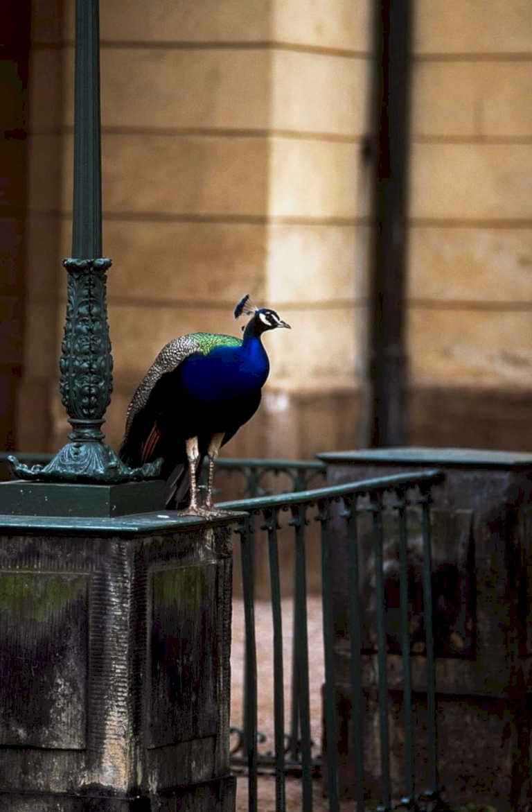 peacock pillar paris1980s 1990s A4 Photo Print