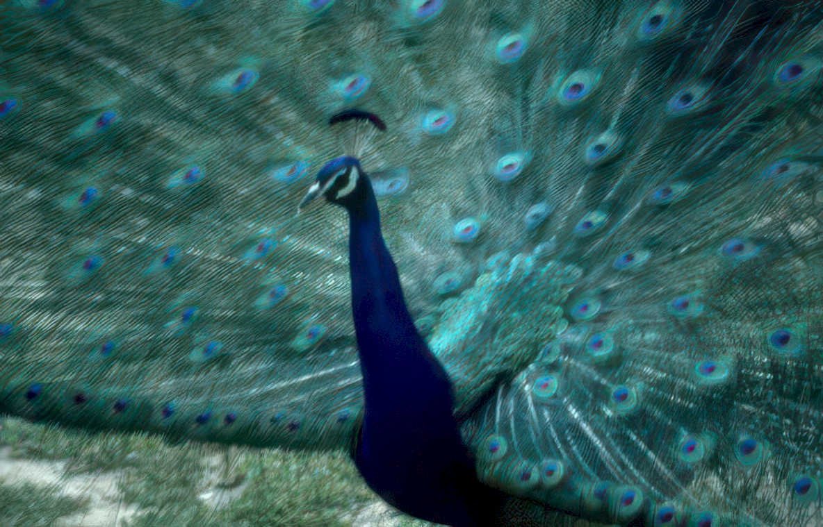 peacock plumage daylight Vintage A4 Photo Print