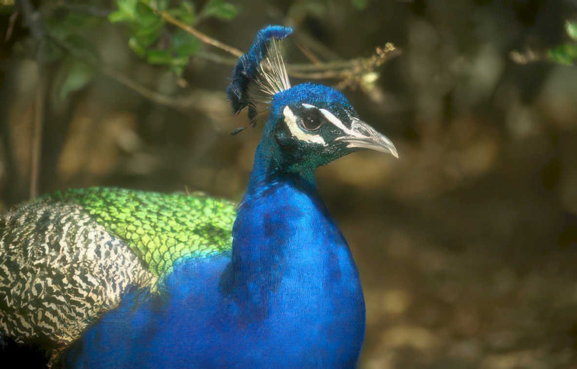 peacock portrait blue 1 Vintage A4 Photo Print
