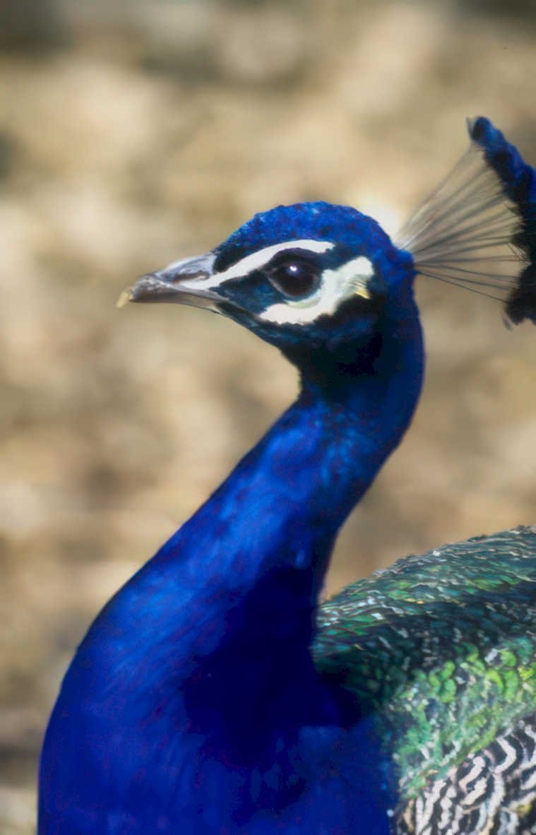 peacock portrait blue 2 Vintage A4 Photo Print