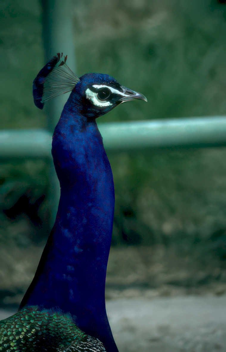 peacock portrait crest Vintage A4 Photo Print