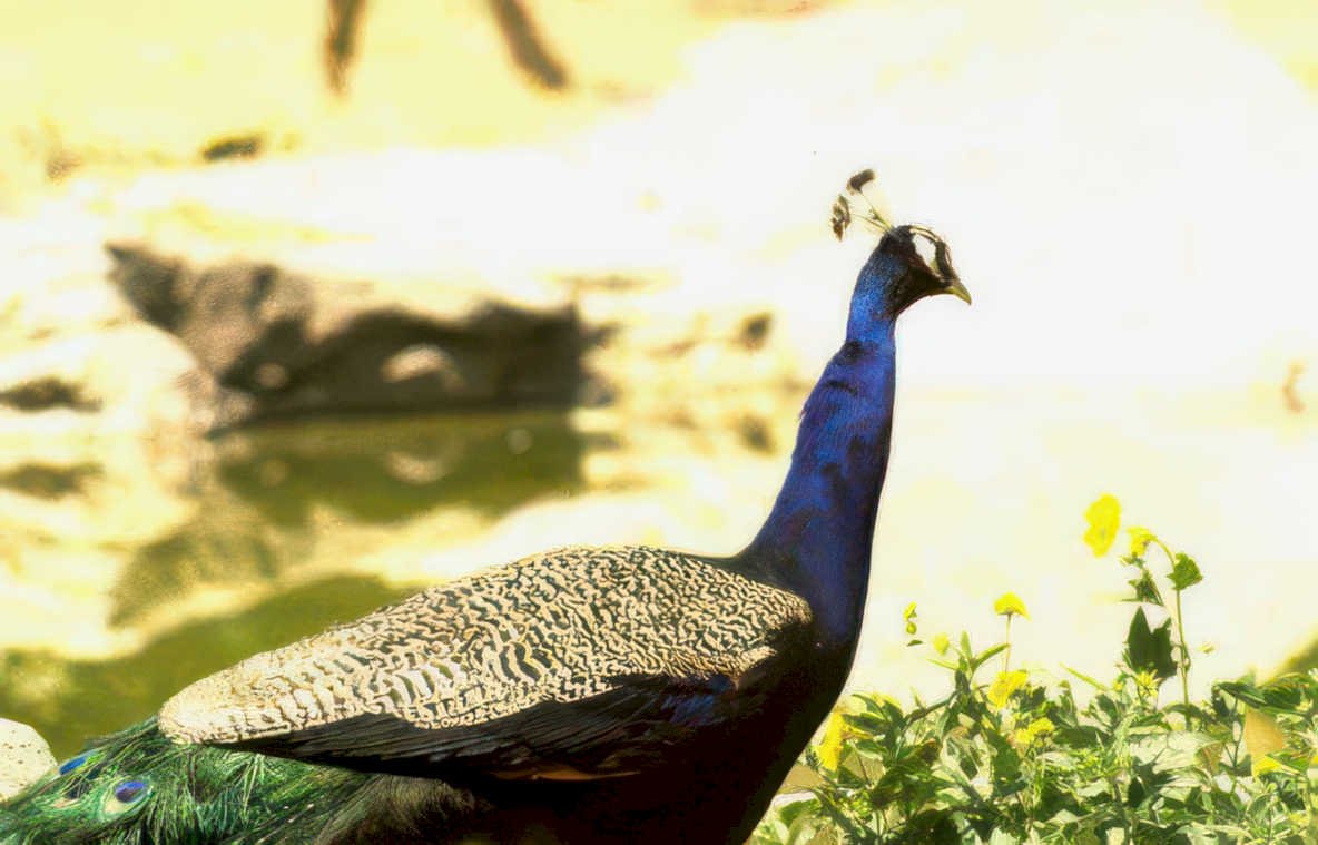 peacock portrait pond Vintage A4 Photo Print