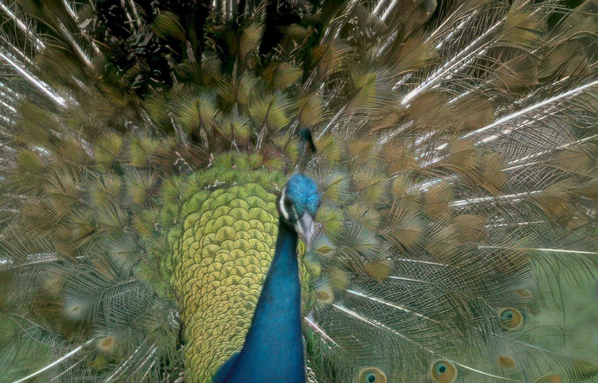peacock tail feathers 1 Vintage A4 Photo Print