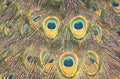 peacock tail feathers 1980s 1990s A4 Photo Print