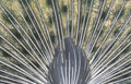 peacock tail feathers 2 Vintage A4 Photo Print