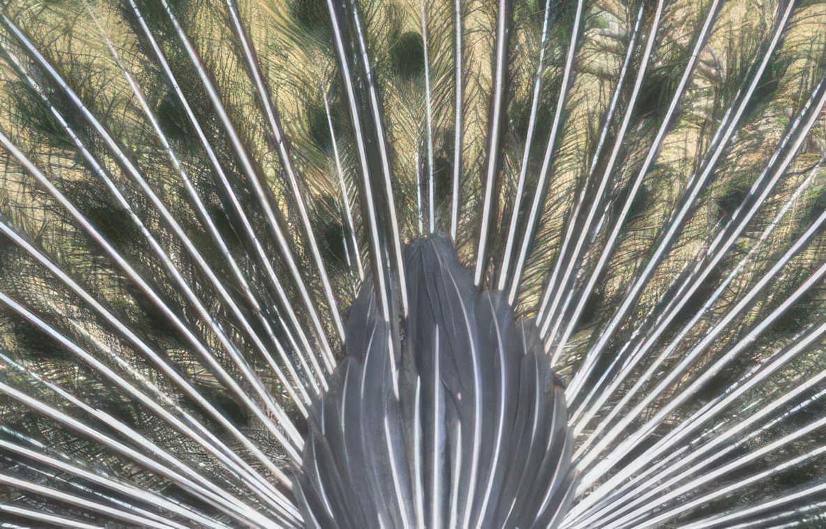 peacock tail feathers 2 Vintage A4 Photo Print