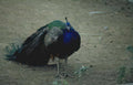peacock tail feathers 3 Vintage A4 Photo Print
