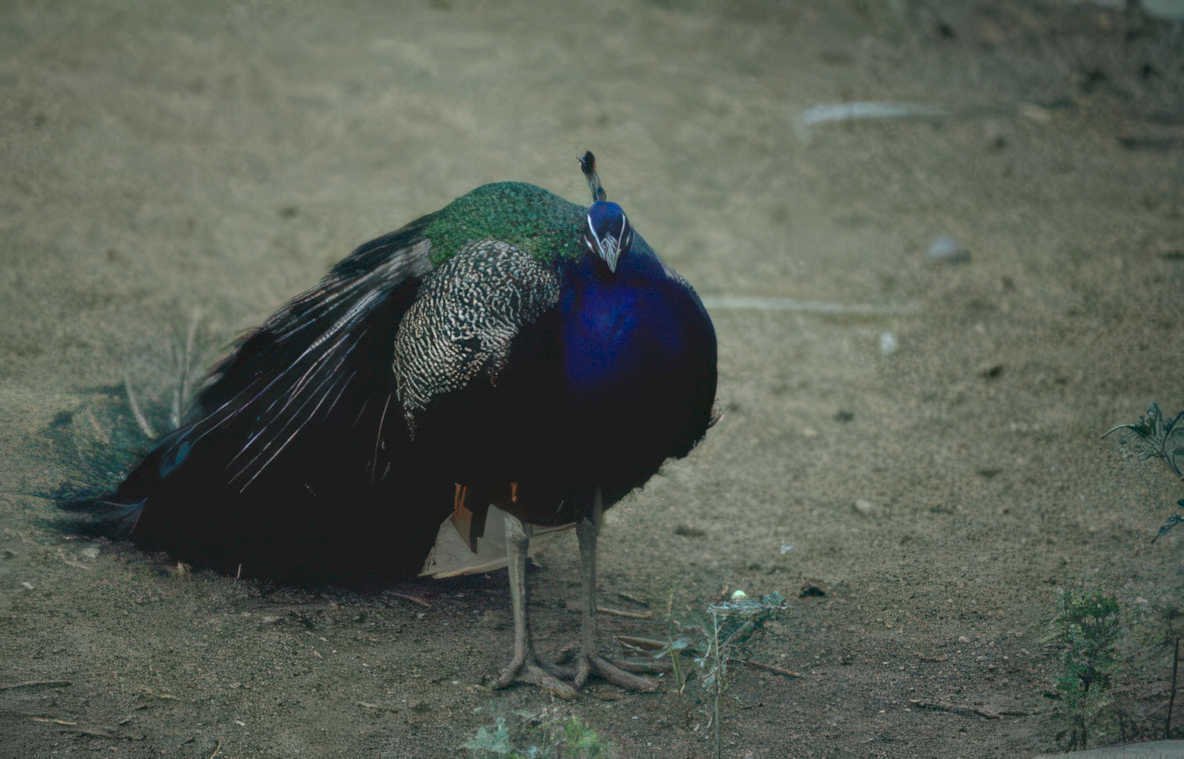 peacock tail feathers 3 Vintage A4 Photo Print