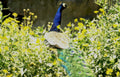 peacock wildflowers garden Vintage A4 Photo Print