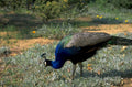 peacock wildlife grass 1980s 1990s A4 Photo Print