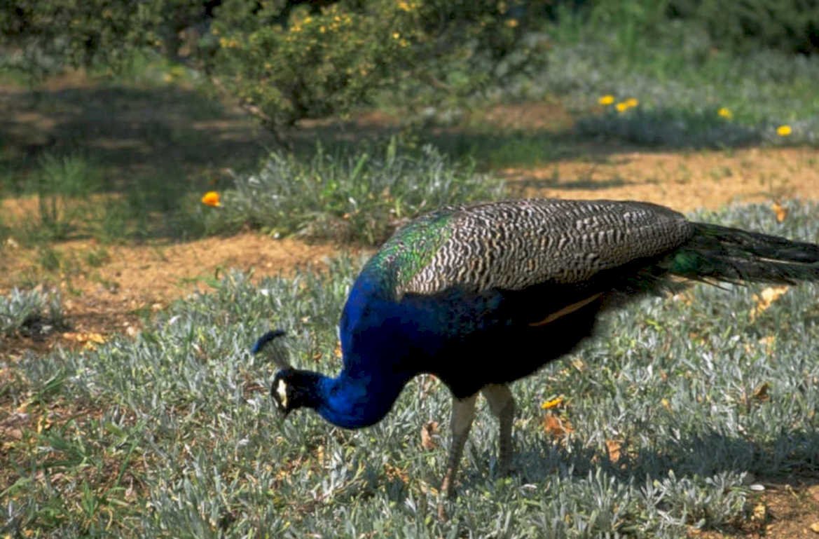 peacock wildlife grass 1980s 1990s A4 Photo Print