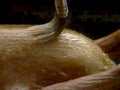 peeled onion brush1980s 1990s A4 Photo Print