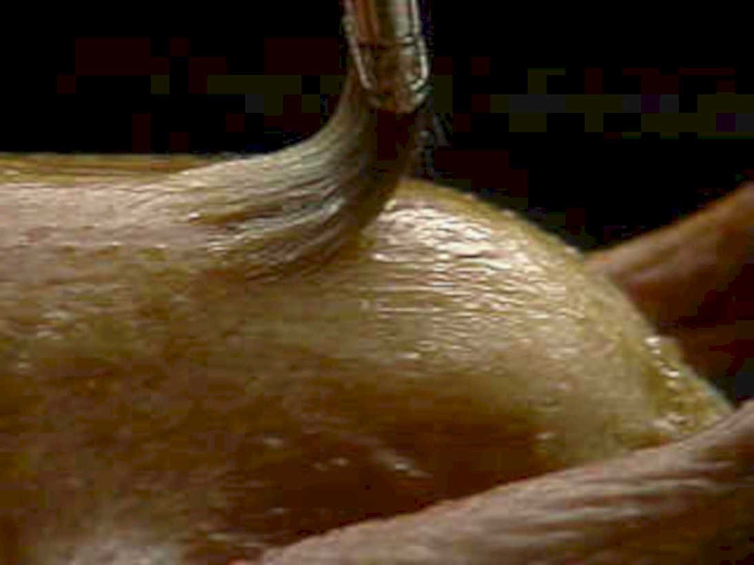 peeled onion brush1980s 1990s A4 Photo Print