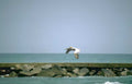 pelican breakwater coast GIGA 2