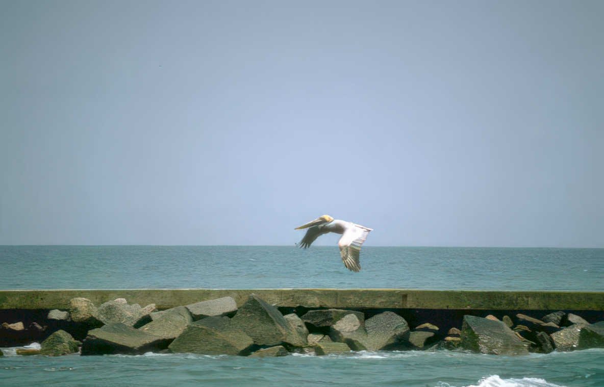 pelican breakwater coast GIGA 2