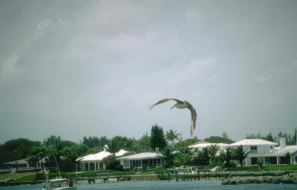 pelican flight florida 1 Vintage A4 Photo Print